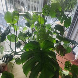 Monsterra Evergreen Plant