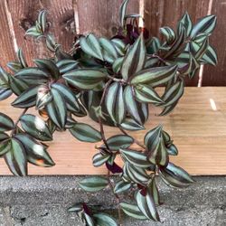 6” Inch. Zebrina Plant.