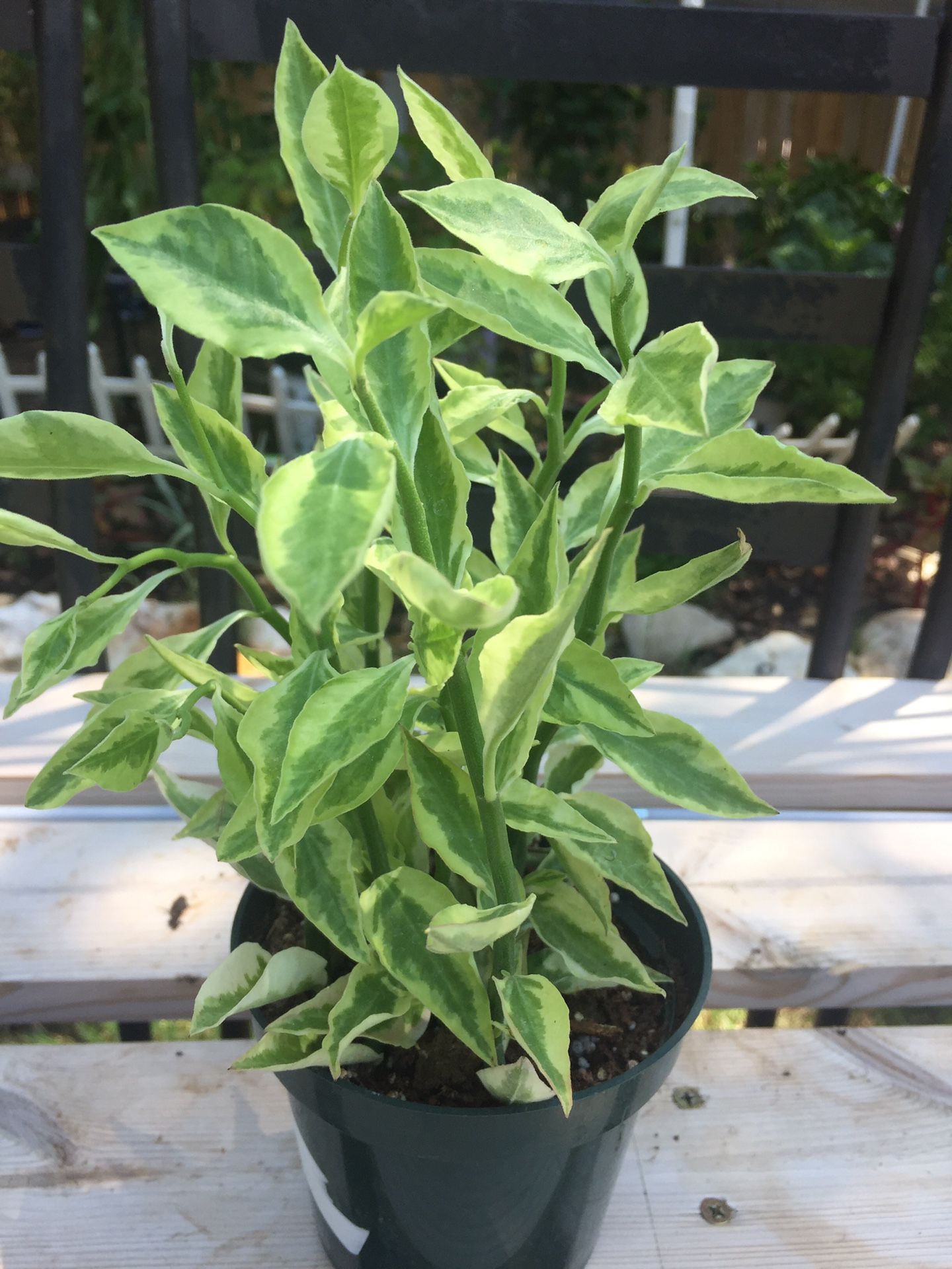 Beautiful indoor plant in 5 inch pot and 8inch tall