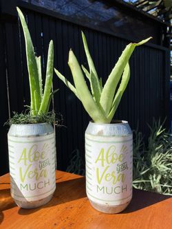 Aloe Plants