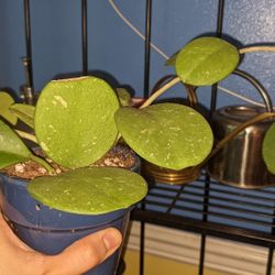 Hoya Obovata Splash