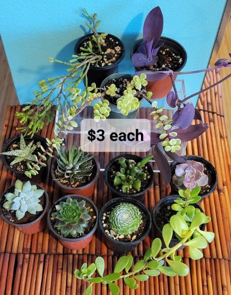 Succulent Plant Varieties