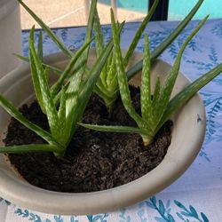 Baby Aloe
