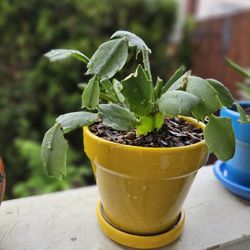 Inside Plant Christmas Cactus In Ceramic Pot 