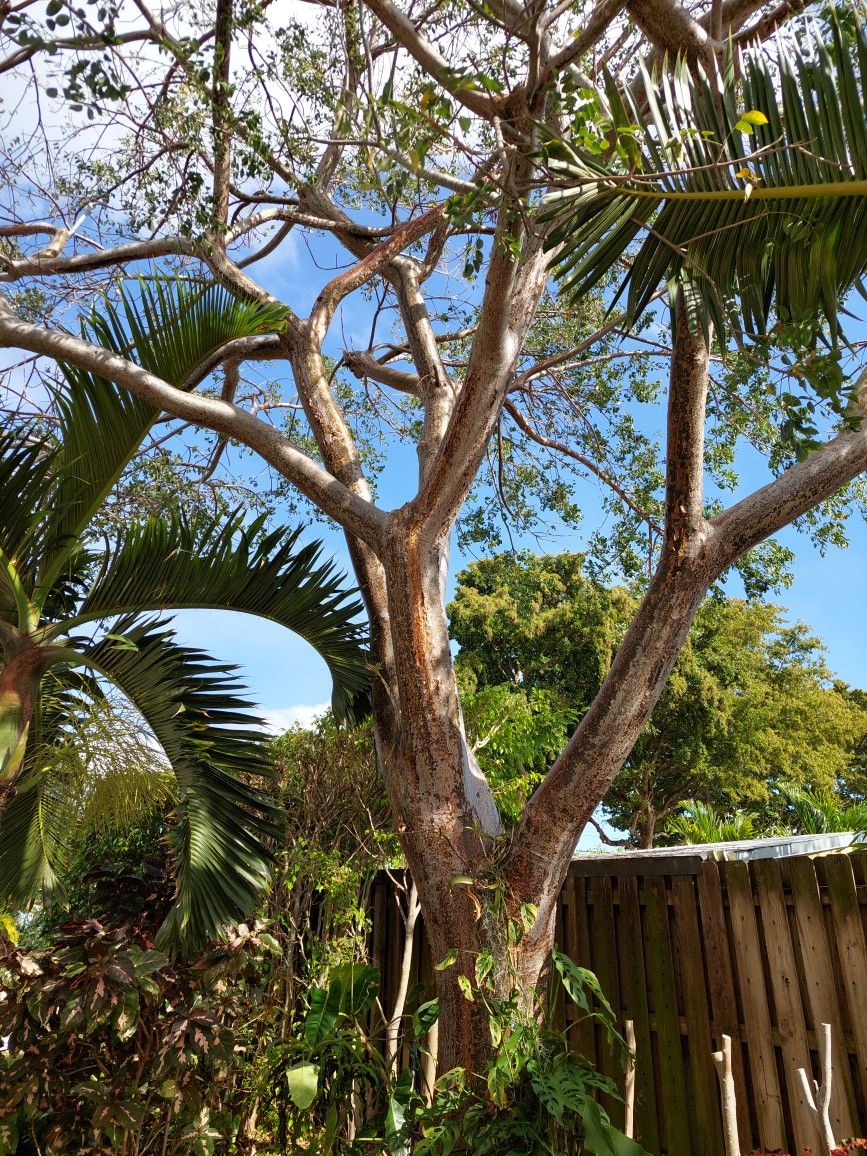 Gumbo Limbo Bursera simaruba tree rooted seedling - Approx 20" plant