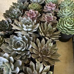 6 Inch Succulent 5$ Each