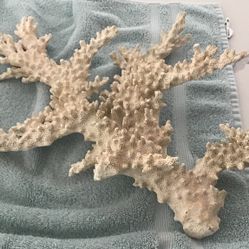 Real Coral
