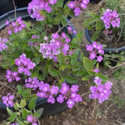Purple Lantana