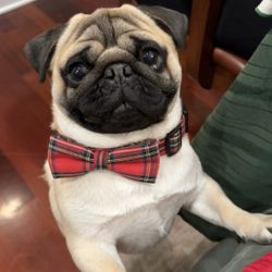 Dog Collar 