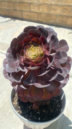 Plant/ Aeonium Black Rose
