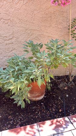 Sage and Rosemary Plants