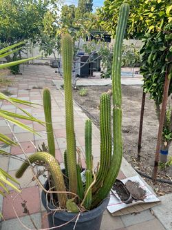 Free Cacti