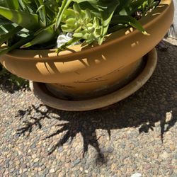 Large Ceramic Pot Includes Plant!