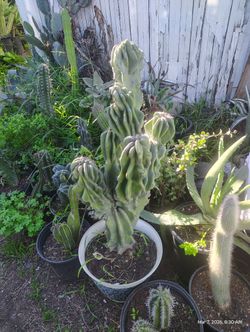 Monstroses Cactus Plant