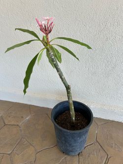 Pink Plumeria