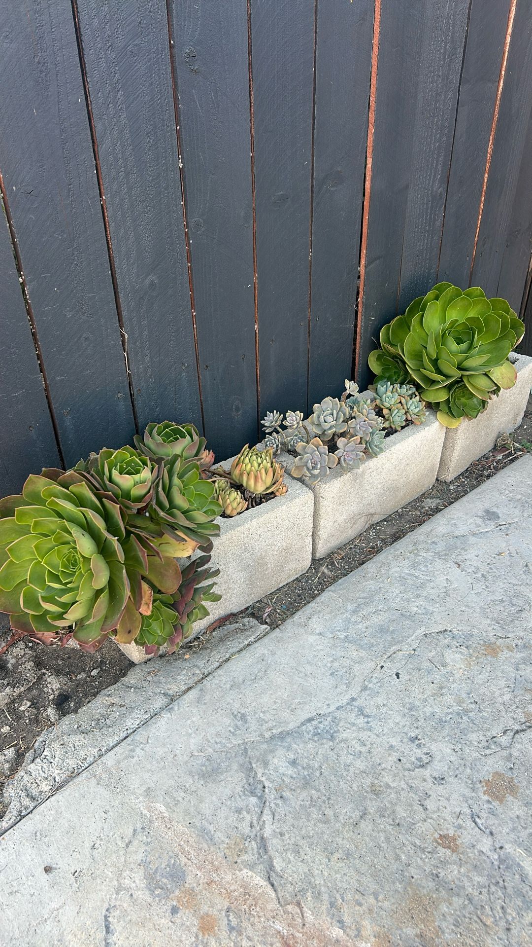 ALL Succulent Plants Without Vase / Planta Suculenta