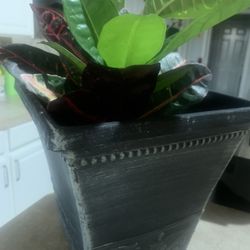 Indoor plant!  Please 