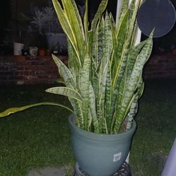**LIVE PLANT** SNAKE PLANT