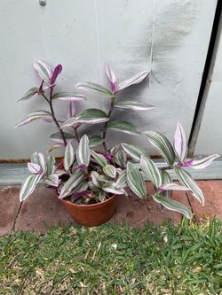 Planta natural $5