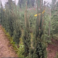Cupressina Spruce/ Columnar Norway Spruce