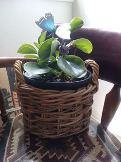 variegated peperonia