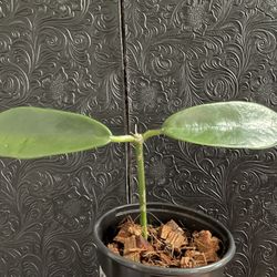 Hoya Meliflua Rooted Plant 