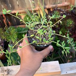 String Of Pearls And Fish hooks/Bananas