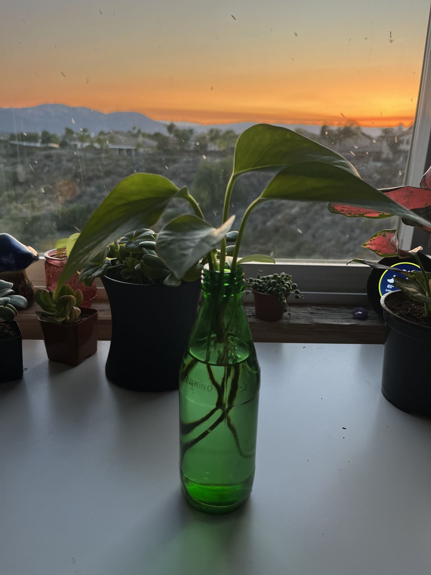 Pothos propagations with roots