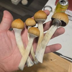 MuSHHroom Stickers 