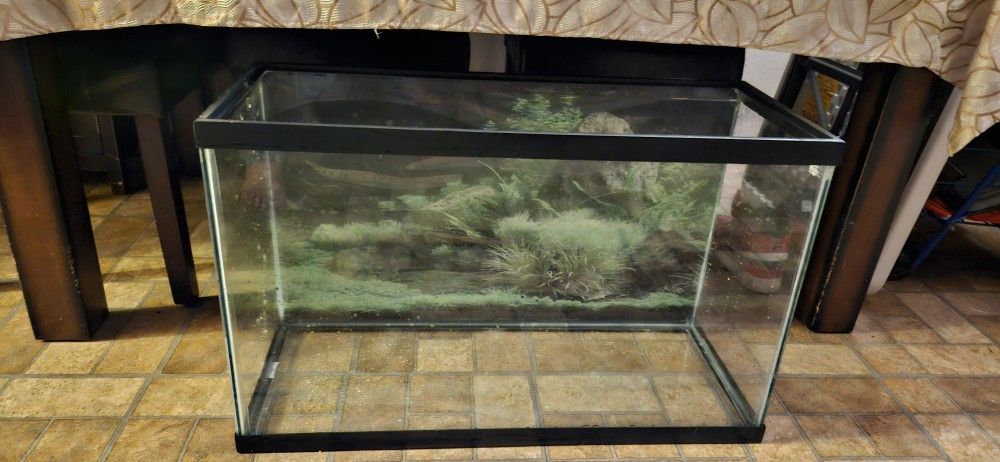 Fish Tank