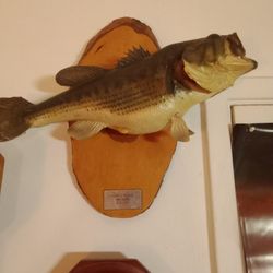 1989 Taxidermy Large Mouth Bass 6LB. 4 OZ.