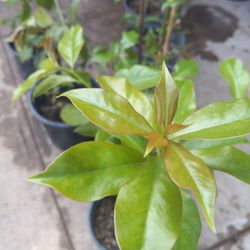 Plantas De Una De Gato 😃😃😃😃🌿🌿🌿🌿