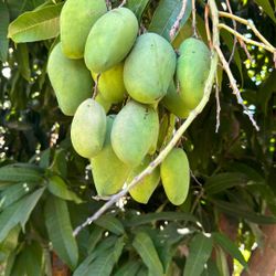 Organic Ataúlfo Mangoes. 
