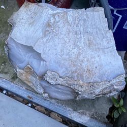 Agatized Coral 