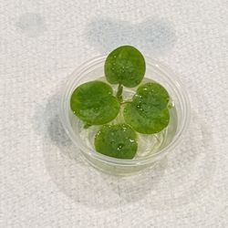 Frogbit Aquatic Floating Plants $5