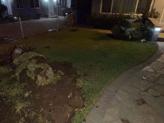 St Agustin grass