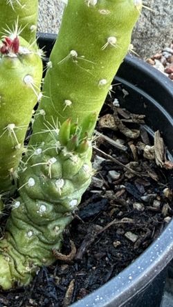 Eve needle cactus plant 5”