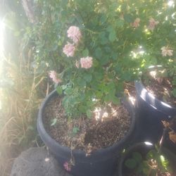 Plantas 