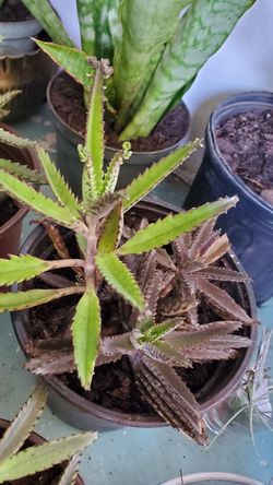 Succulent. Mother of Thousand. $3