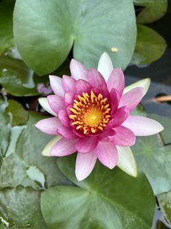 Water Lily - Pink