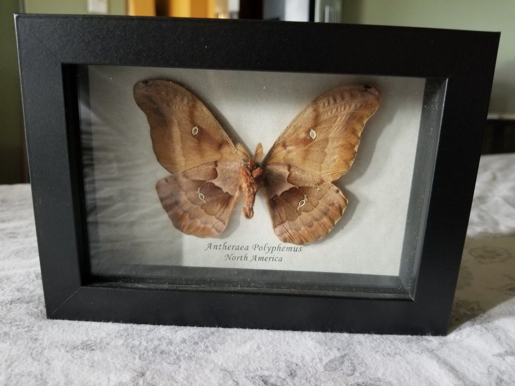 Antheraea polyphemus moth