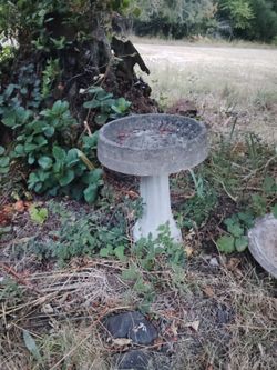 Bird bath