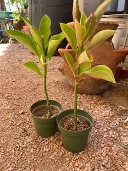 African Milk Bush plant