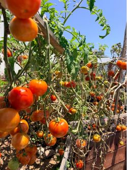 Organic Big Boy tomatoes