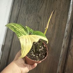 4” Philodendron Florida Beauty New Leaf On The Way