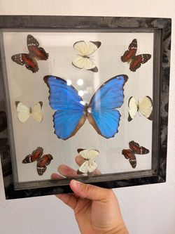 Framed Real Butterfly Specimen Display