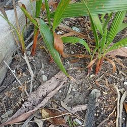 Free Palm Trees