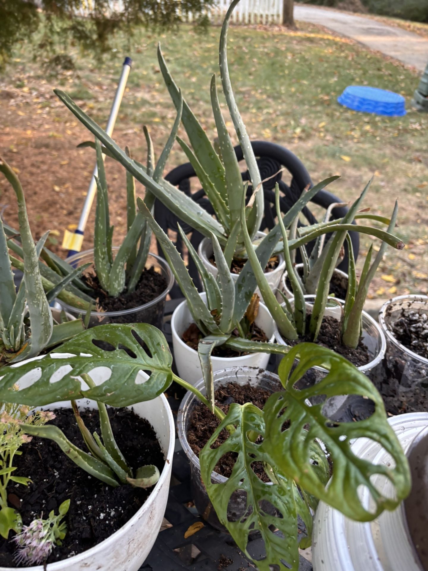 Plants 