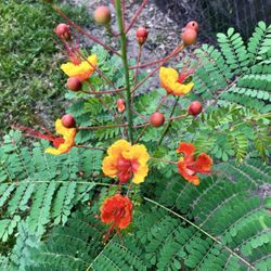 Pride Of Barbados Plant 