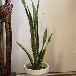 Indoor Mother-in-Law Or Snake Plant